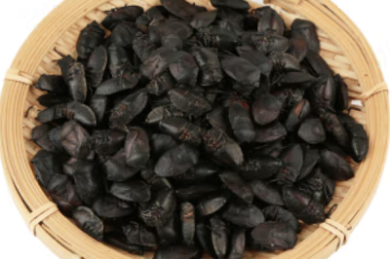 日本本土品牌包包排名有哪些值得关注的品牌？
